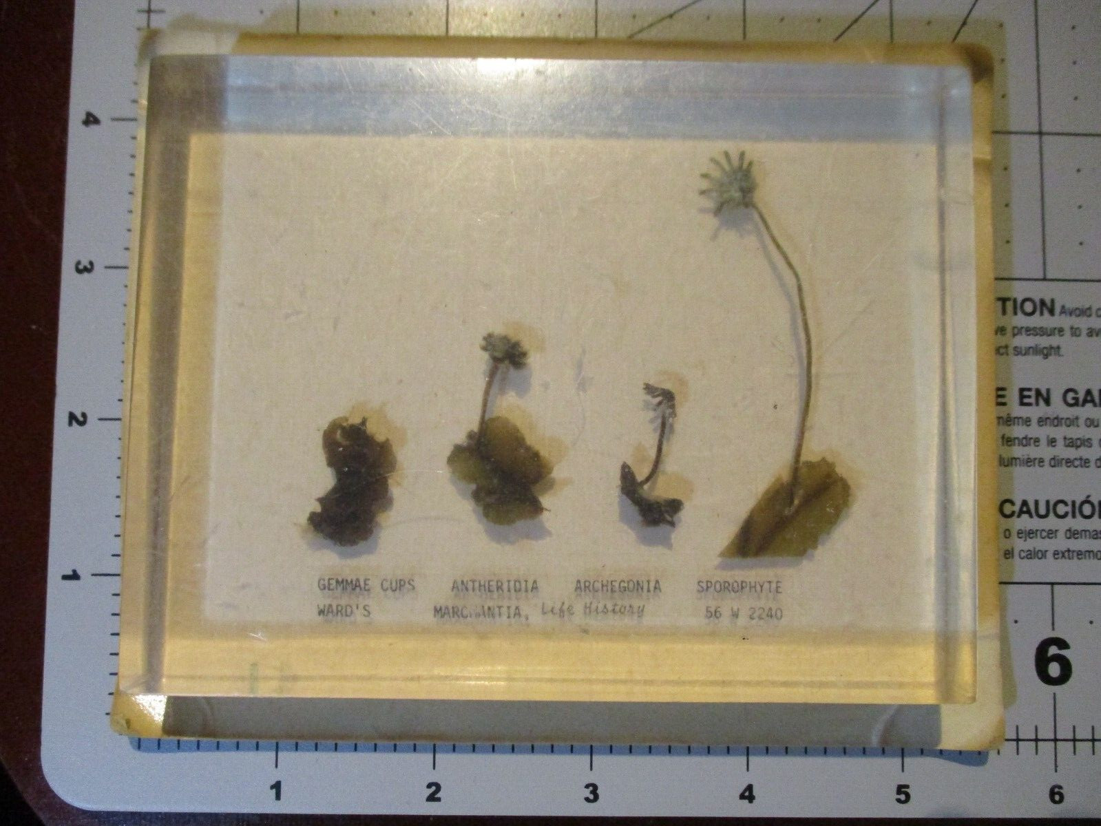 MARCHANTIA LIFE HISTORY wards science school vintage preserved specimen #2