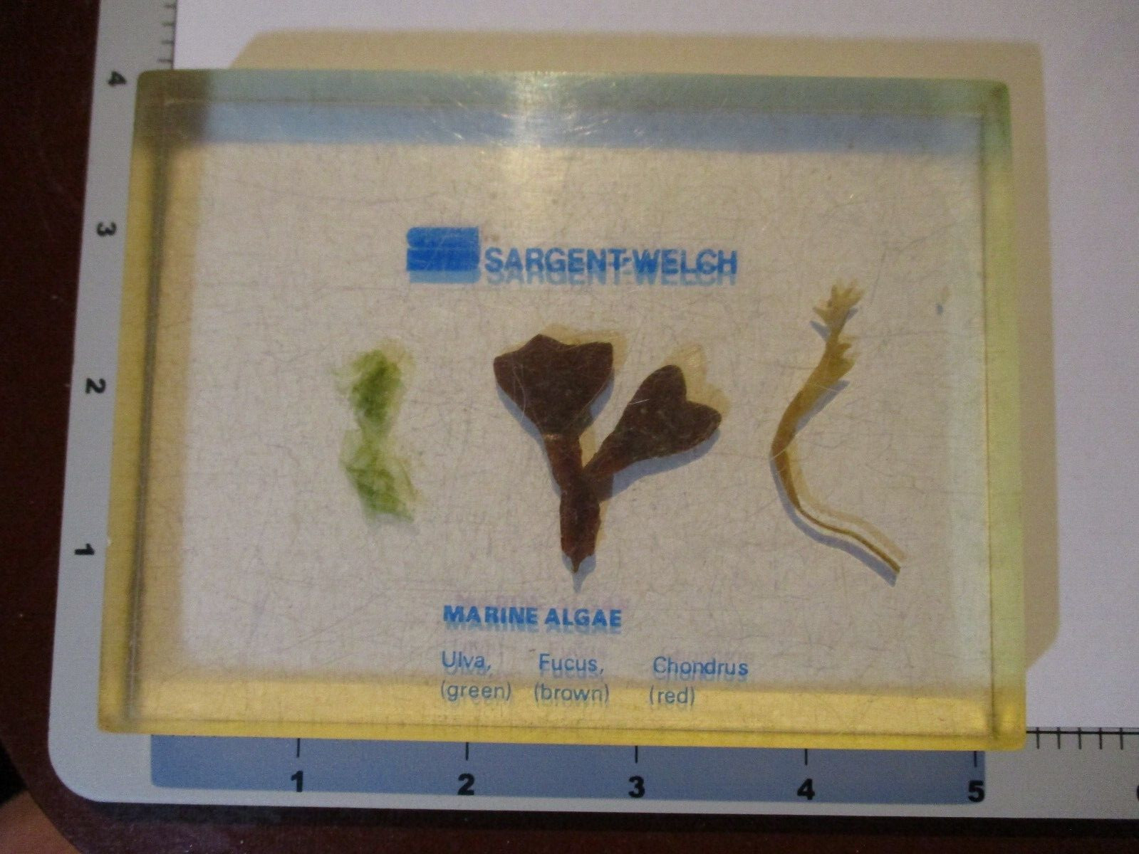 MARINE ALGAE Sargent Welch ulva science school vintage preserved specimen #9