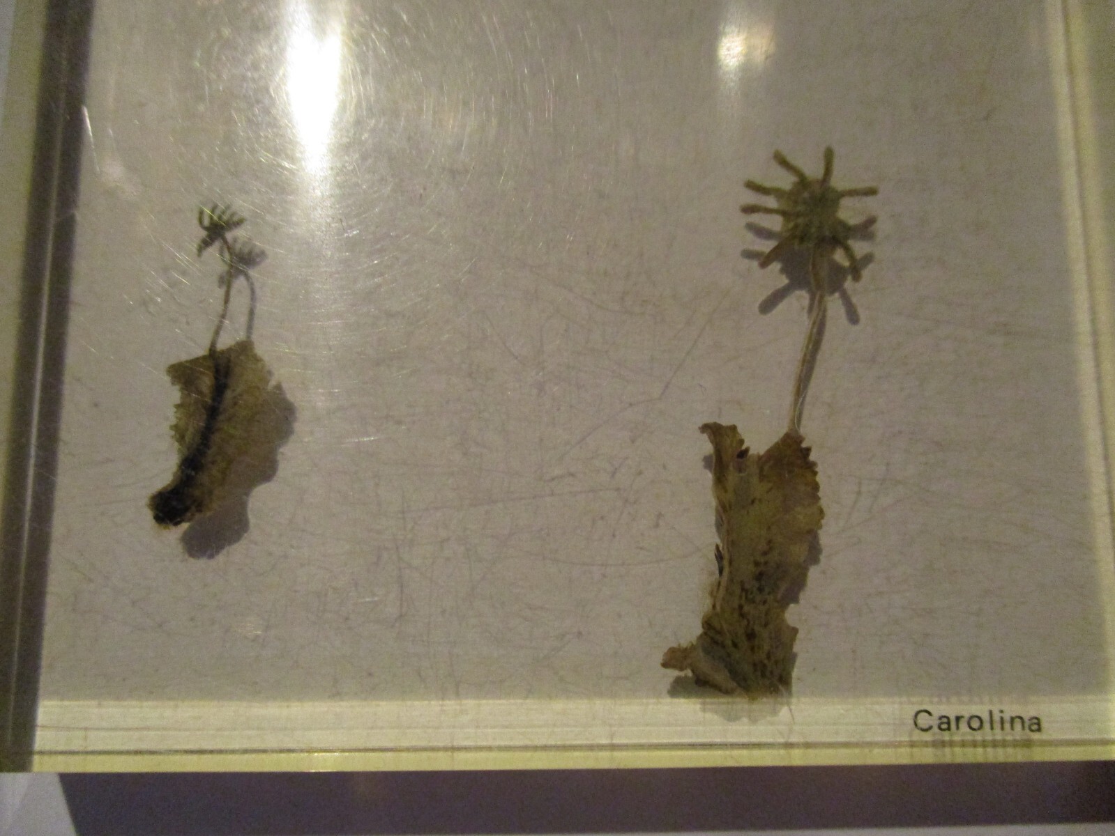 MARCHANTIA LIFE HISTORY carolina science school vintage preserved specimen #16