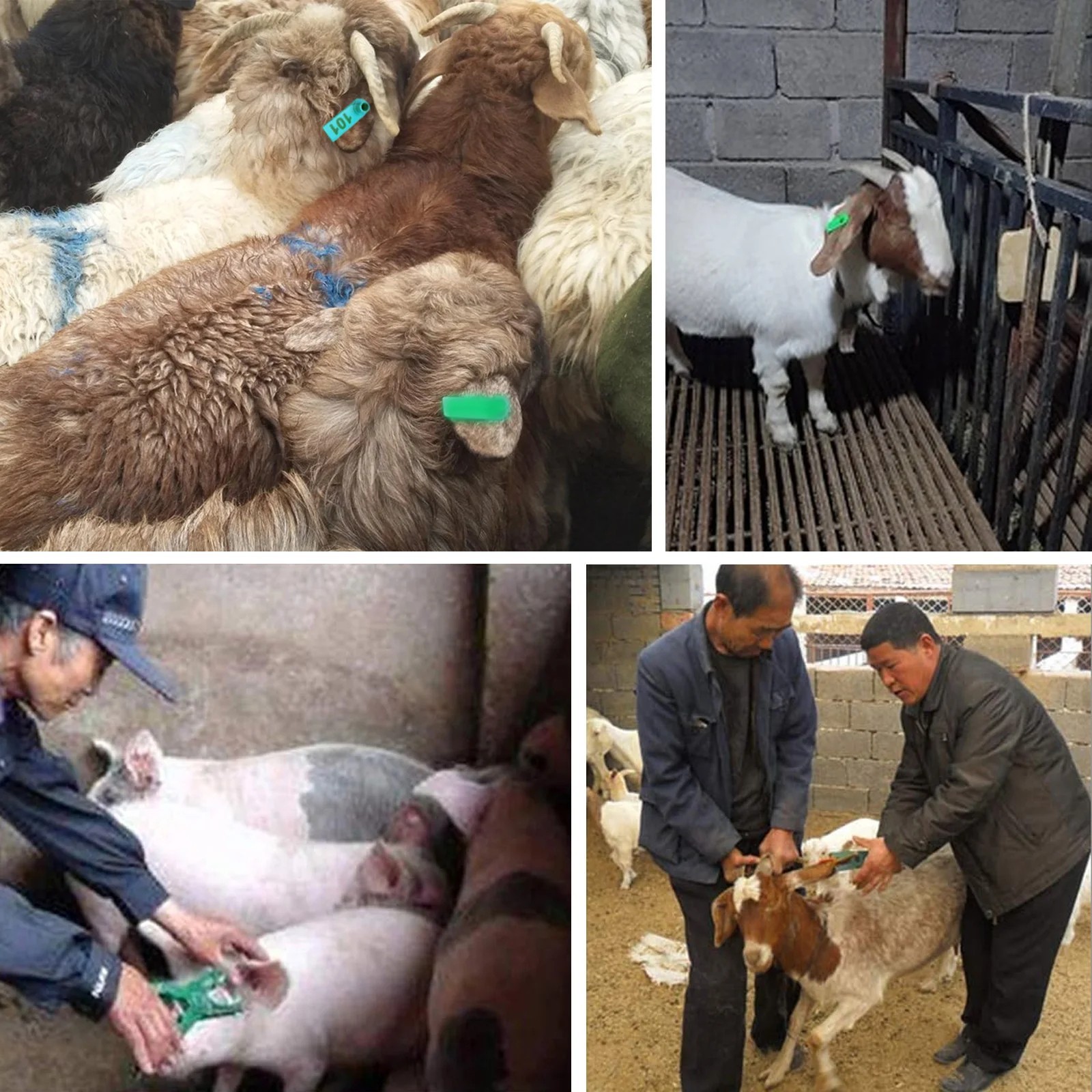 Livestock Ear Tag Pliers Animal Tag Applicator Tool for Cattle.