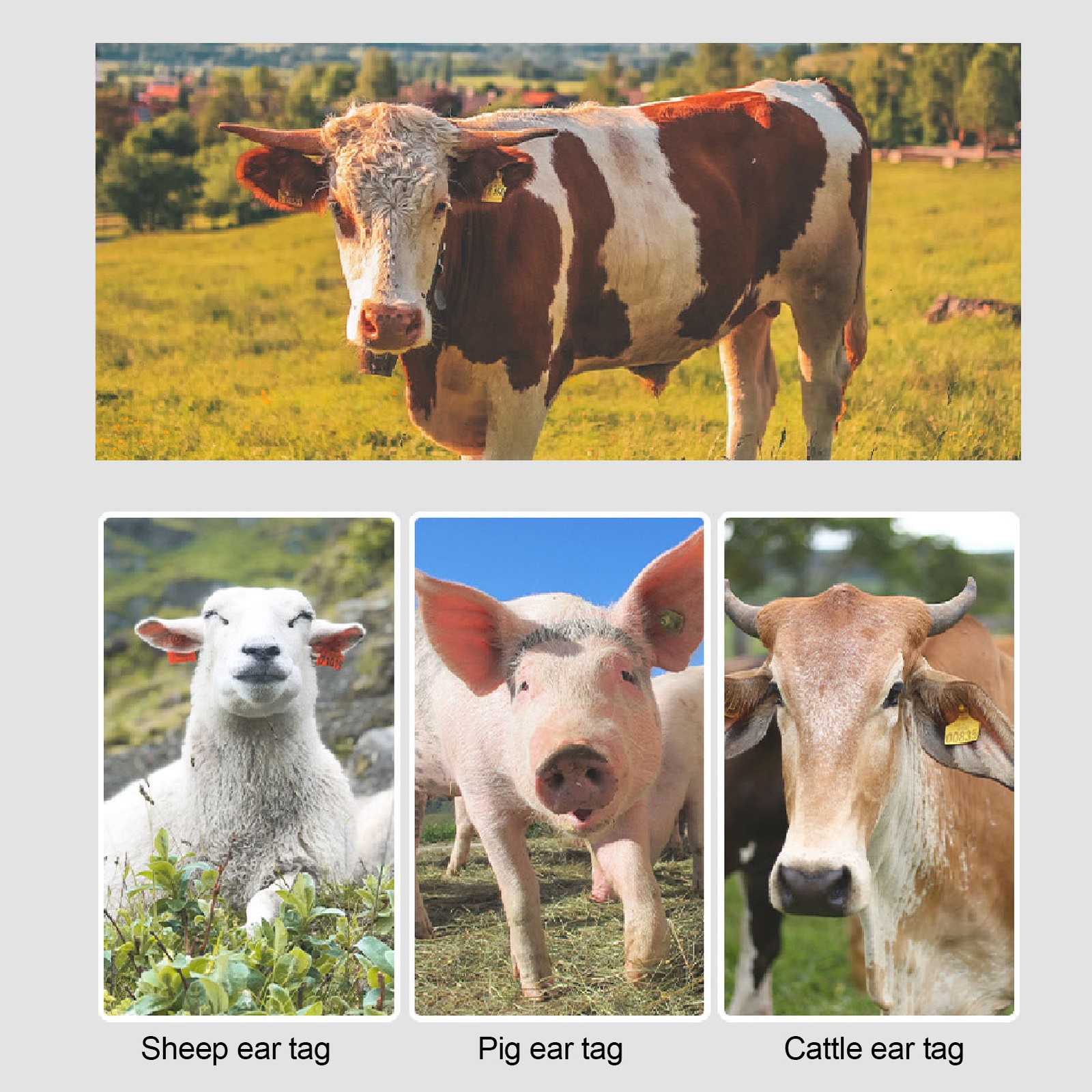 Animal Electronic Ear Tag 10 Pack Electronic Ear Tag For Pig Sheep Cattle For