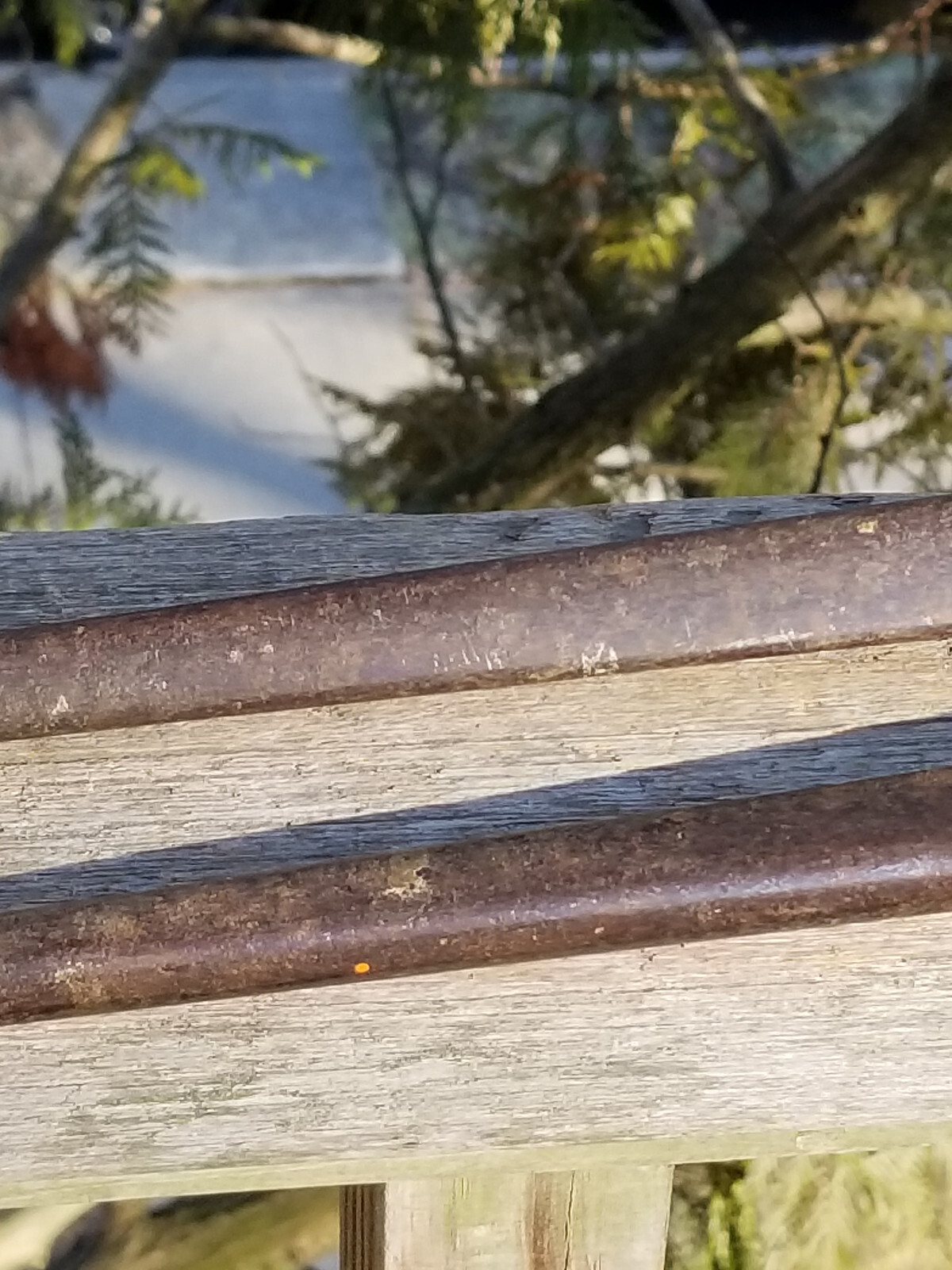 ANTIQUE CAREW’S IRON NIPPERS TOOL # 12 FARRIER BLACKSMITHING