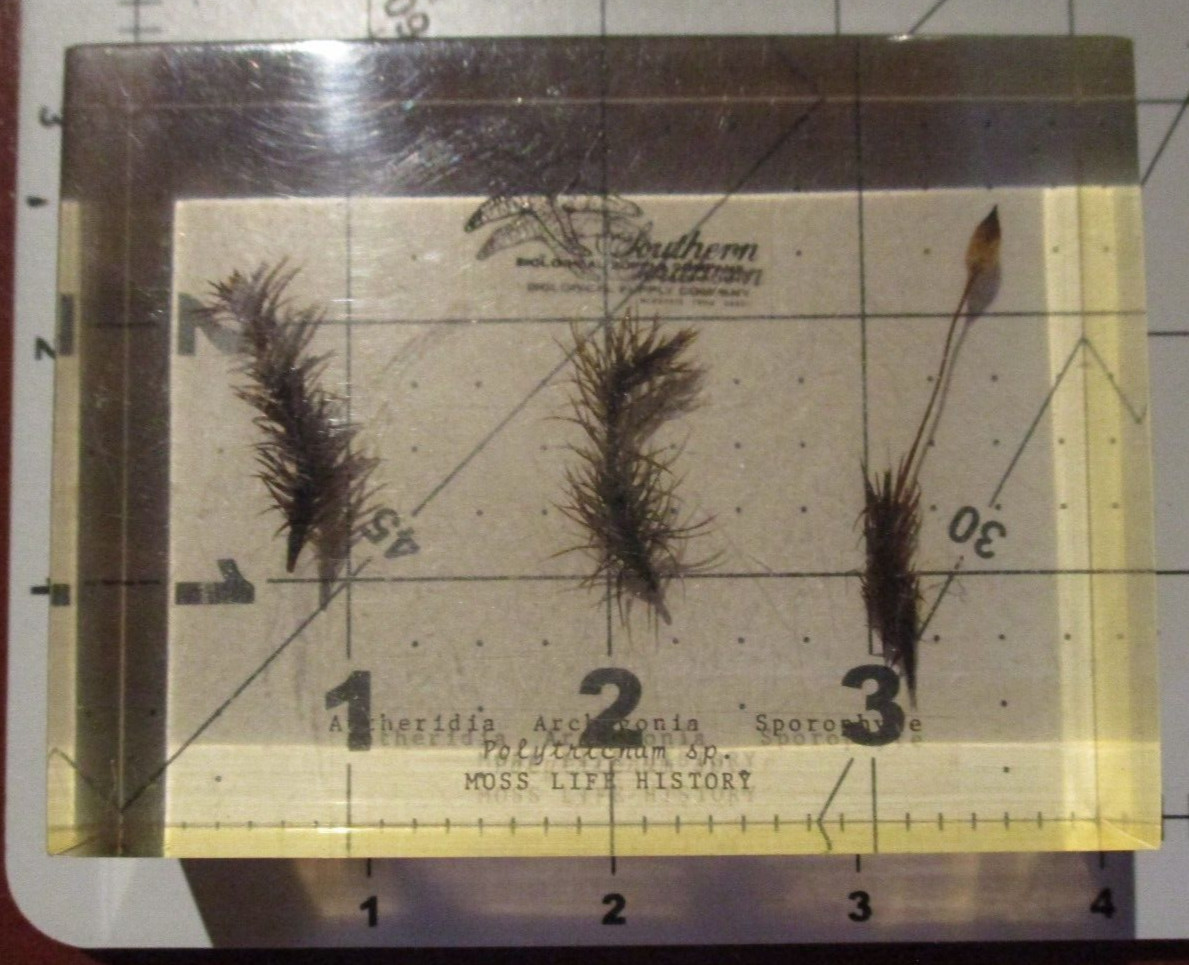 POLYTRICHUM MOSS LIFE HISTORY science school vintage preserved specimen #29